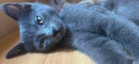 Chaton bleue russe