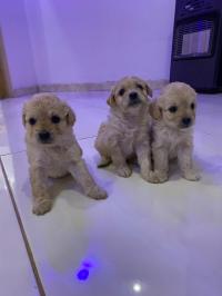 كلب-chiot-bichon-الجزائر-وسط