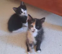 Chatons à l adoption 