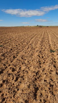 terrain-agricole-vente-djelfa-ain-oussara-algerie