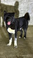 chien-akita-american-hydra-alger-algerie