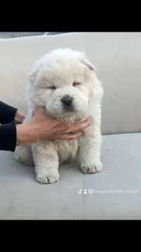 ChoW chow 