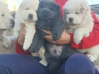 ChoW chow 