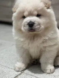 ChoW chow 
