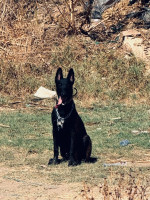 chien-malinois-bordj-el-kiffan-alger-algerie