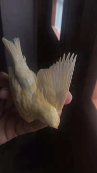 Canari satiné 