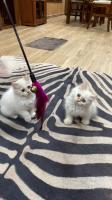 chat-deux-chatons-mal-et-femelle-pure-race-ragdolls-a-vendre-boumerdes-algerie