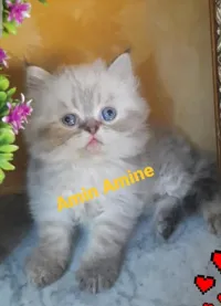 قط بيرسون ذكر