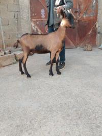 autres-animaux-deux-chevrettes-tazmaltdaira-bejaia-algerie