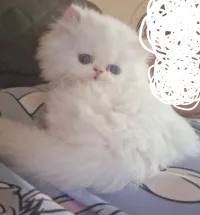 Chat persan mâle peke face