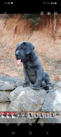 chien-cane-corso-mal-gris-yeux-bleu-2-mois-bouzareah-alger-algerie