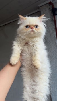 قطط-disponible-male-et-femelle-himalaya-2-mois-بئر-توتة-الجزائر