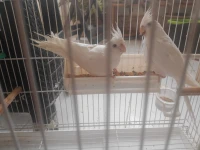 Couple calopsitte albinos 