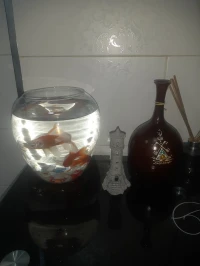 4 models Aquarium Bocal avec 2 Poissons et accessoires 