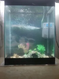 Aquarium 35cm avec 6 Poissons KOI et accessoires complet 