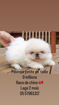 كلب-pekinois-canich-petit-chien-بيكنوا-عين-طاية-الجزائر