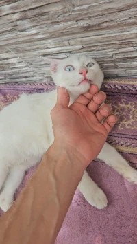 للتبني زوج قطط