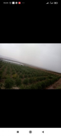 terrain-agricole-vente-oran-el-kerma-algerie