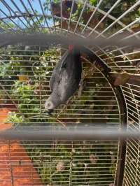 Perroquet gabonais + cage
