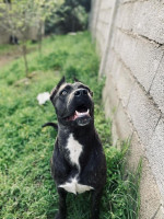 chien-cane-corso-femelle-annaba-algerie