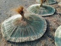 بستنة-parasol-سيدي-راشد-تيبازة-الجزائر