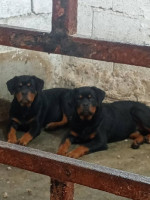 chien-femelle-rottweiler-age-4-moi-et-demi-oran-algerie