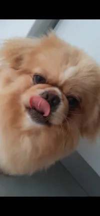 Pekinois 