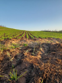 terrain-agricole-location-el-tarf-berrihane-algerie