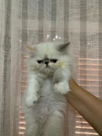 Chaton peky face