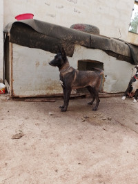 chien-femelle-malinois-bleu-mahelma-alger-algerie