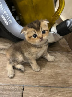 chat-scottish-fold-bir-mourad-rais-alger-algerie