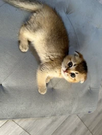 Scottish fold & british shorthair 
