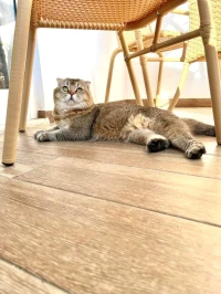 Chat Scottish fold pour accouplement 
