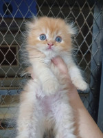 chat-persan-scottish-fold-beni-messous-alger-algerie