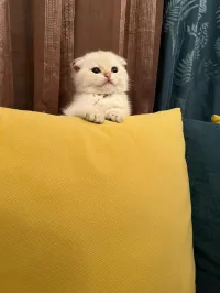 Chat scottish fold