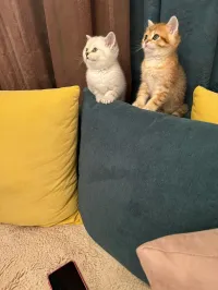 Chat british short hair 