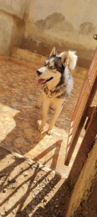 chien-husky-el-achour-alger-algerie