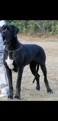 chiot dog allomand