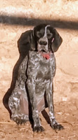 chien-de-chasse-croise-bleue-auvergne-pointer-serpent-boghni-tizi-ouzou-algerie