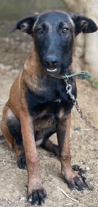 Vente de 2 femelles malinois charbonniers âgés de 6 mois pour 30.000 DA.