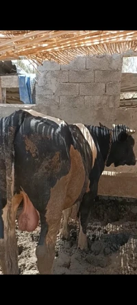 عجول 