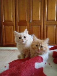 Chat Persan a vendre 