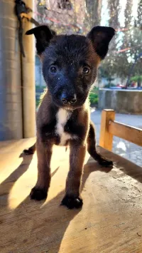 6 chiots a vendre 