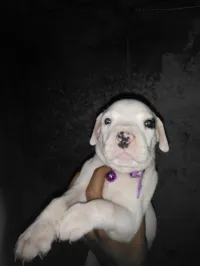 Dog argentin 