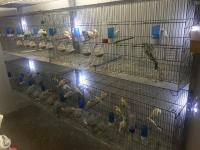 oiseau-canari-de-race-a-vendre-bouzareah-alger-algerie