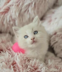 Ragdoll (élevage européen)