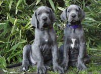 chien-dogue-allemand-bleu-elevage-europeen-dar-el-beida-alger-algerie