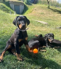 Dobermann ( élevage européen)