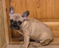 Bouledogue Français (élevage européen)