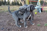 Cane corso  (élevage européen)